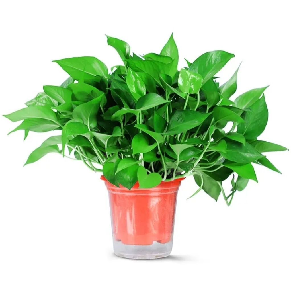 AlfieG3's tweet photo. Pothos Pro Tip: Water only when the top 2 inches of soil feel dry (stick a finger in!). Bright indirect light = happy vines. No green thumb No problem—this trailing gem forgives missed water days! https://t.co/FwHYXL5DtV