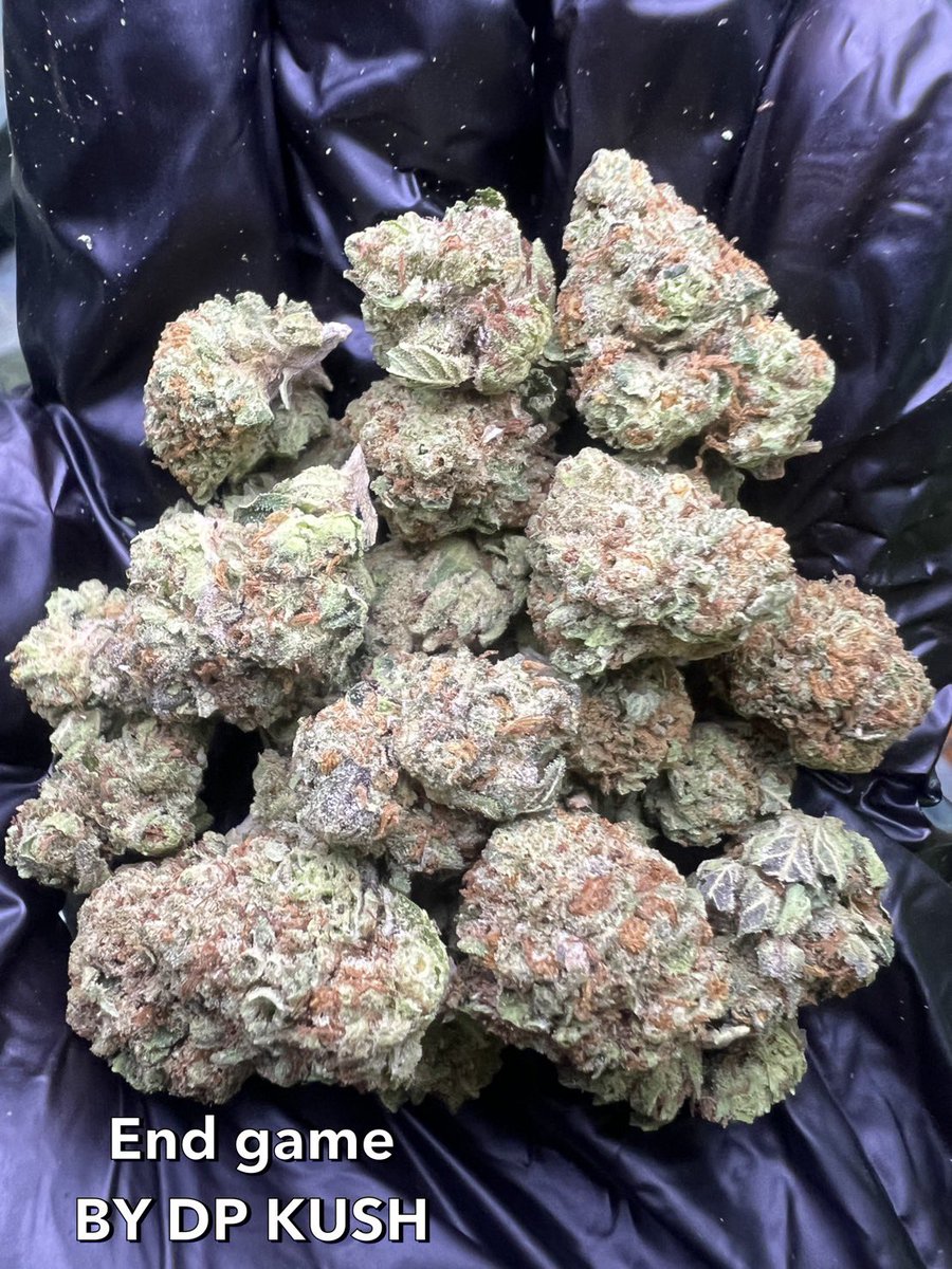 DP Kush tweet media
