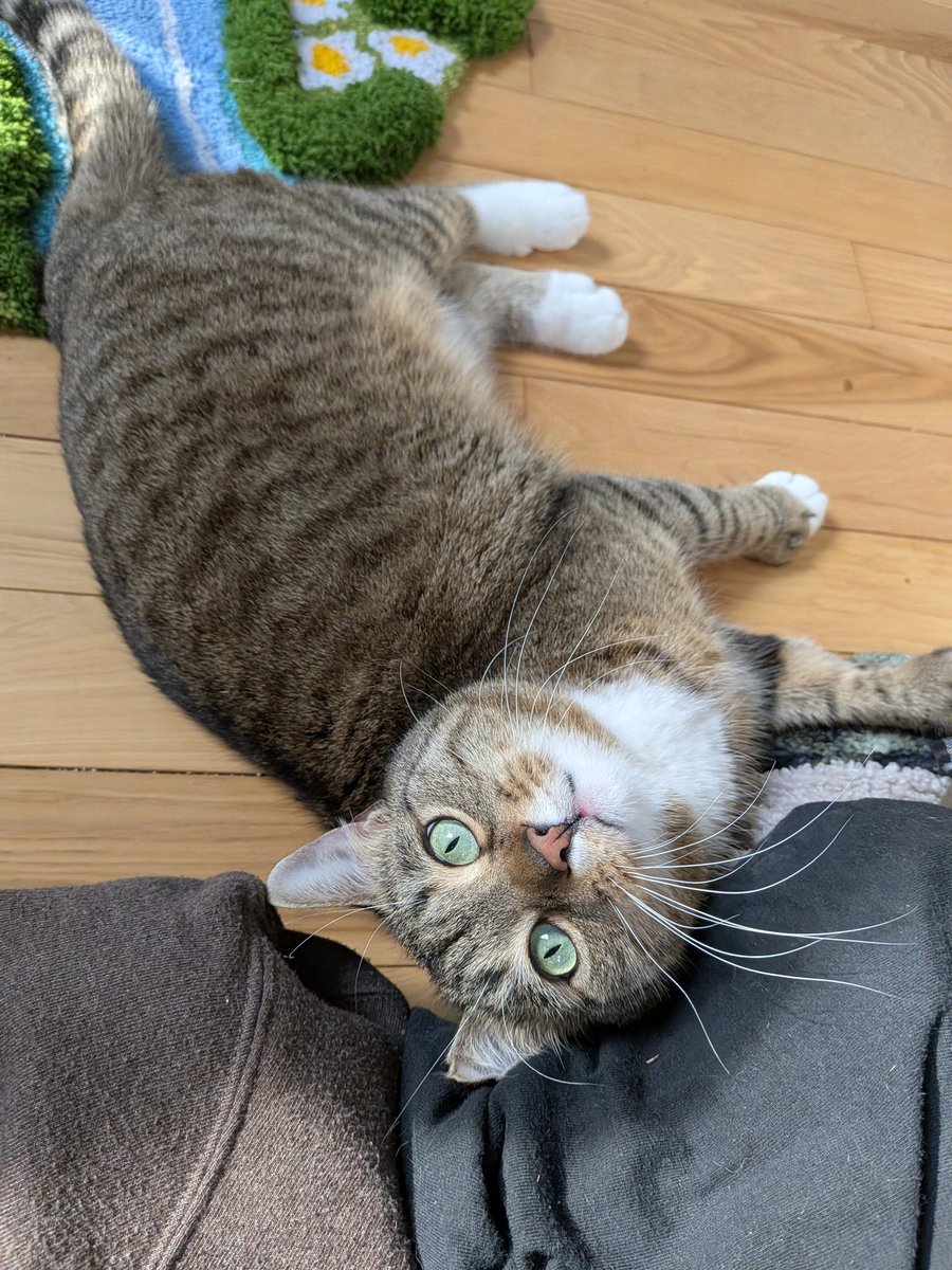cookies_mitts's tweet photo. wiskers all funkt up cuz im nap so good https://t.co/5GI37CB1BX