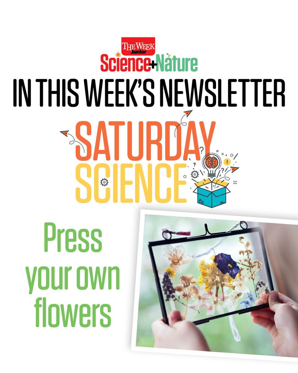 TWJSciNat's tweet photo. 🌼#DidYouKnow? There’s loads of science for your kids to learn while pressing flowers – from removing moisture to bacteria that causes decay. 

Find our instructions for pressing your own flowers at https://t.co/wwDzqKBdXO 

📸 © Getty Images #ScreenFreeFun #STEM #kidsmagazine https://t.co/ydamJi9rS4