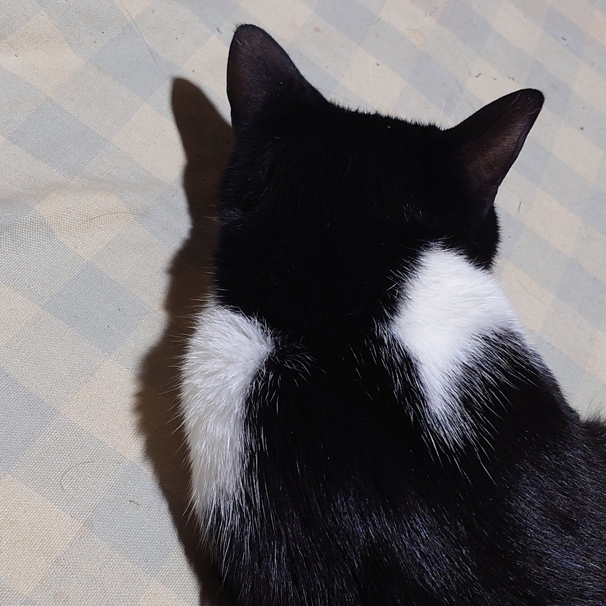 todaygenchan's tweet photo. ひーこちゃんの背中♥
天使の羽根🪽があるみたいヾ(｡>﹏<｡)ﾉﾞ✧*。
#猫　#ハチワレ　#家猫　#天使の羽根　#メスネコ https://t.co/TsM0PCNXm2