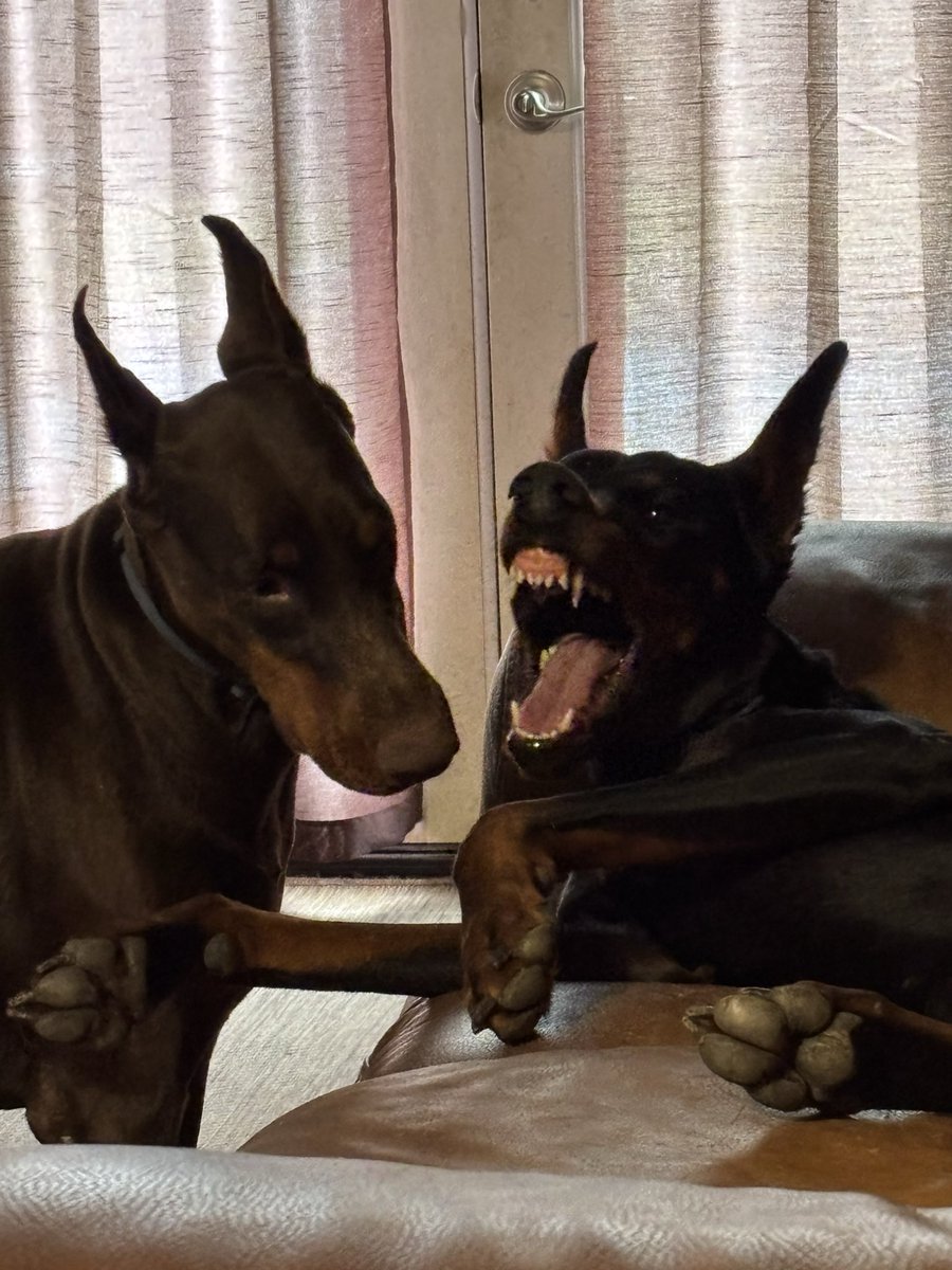 Dobie Mom tweet media