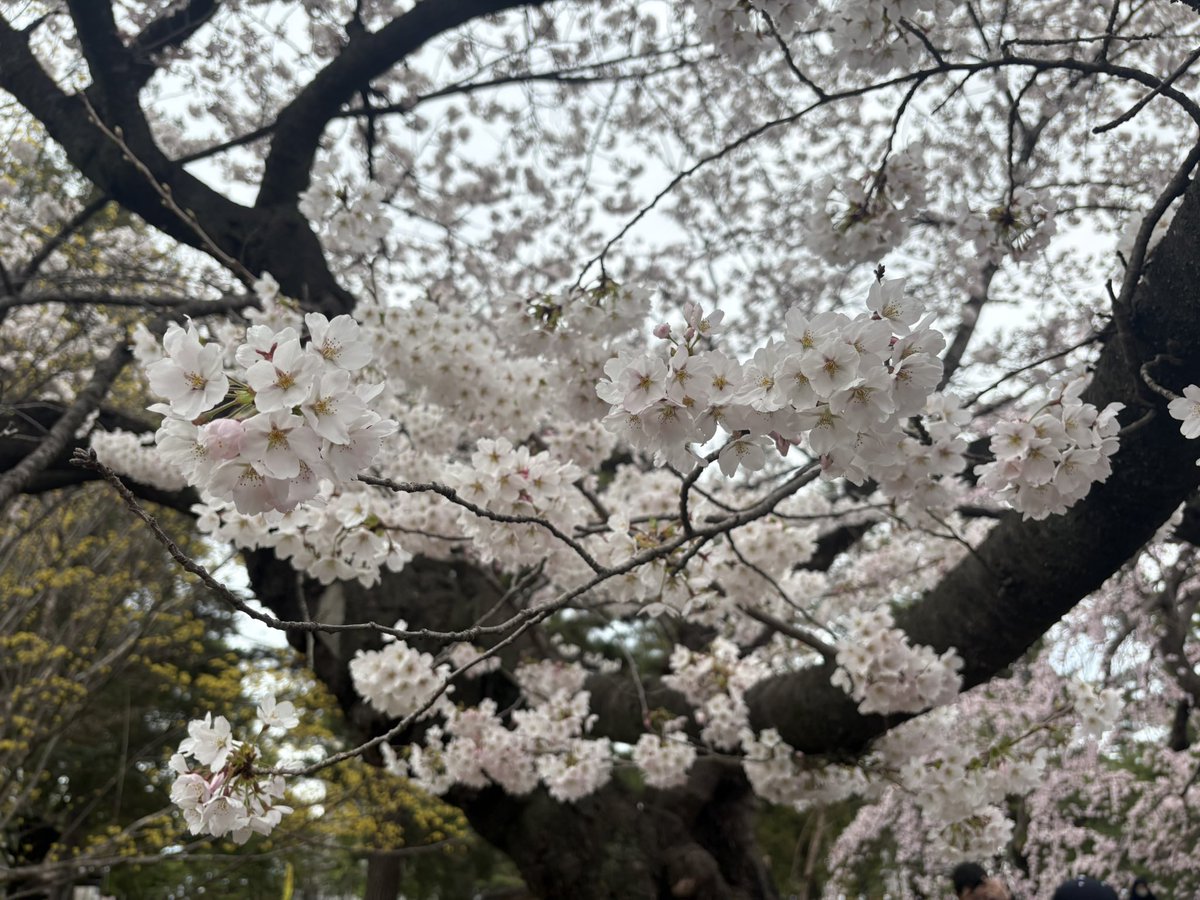 f_andrew_f's tweet photo. 先週の仙台の桜は満開やった https://t.co/9inyp4xmtx