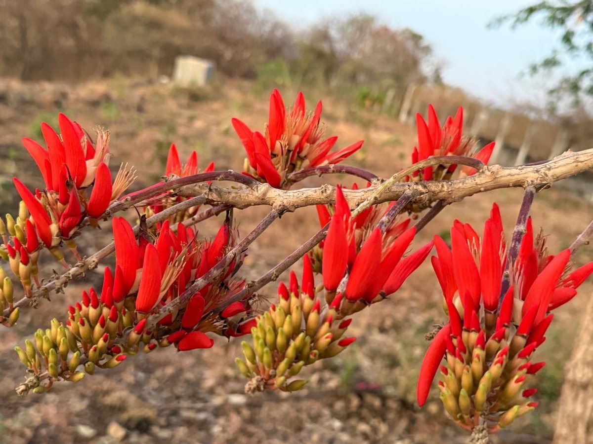 marathe's tweet image. 3.6 miles hike / run through Vetal Tekdi early morning. Among many other beautiful flowers at and around Vetal Tekdi, Coral tree पांगारा flowers are among most eye-catching. Pics &amp;amp; vids of warbling joyous Bulbul among Coral flowers  👇
#Pune #VetalTekdi #Hiking