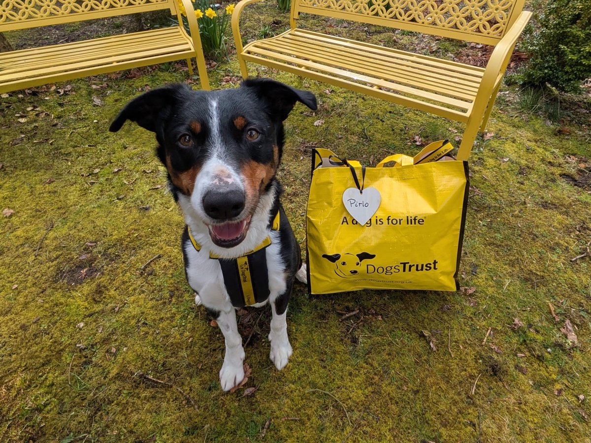 DogsTrust West Calder (Edinburgh) and Dundee tweet media