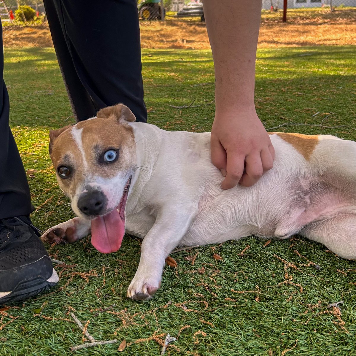 Brevard_humane's tweet photo. It’s National Hug Your Dog Day 🐶💛

Give your pup an extra squeeze today—and if you don’t have one yet, we know a few who would love to meet you.

👉 https://t.co/WrBgjCwTam
#NationalHugYourDogDay #AdoptDontShop https://t.co/SoSiAZS8CJ