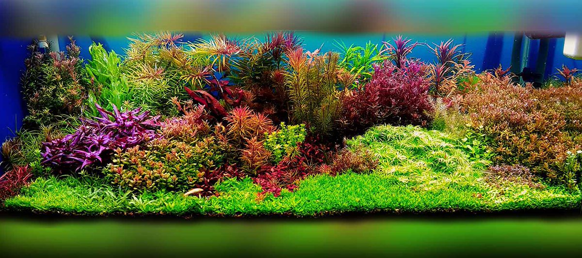 baatorium's tweet photo. @gri_mm @geldneudenken1 Das lässt sich auch ganz hervorragend in Aquarien beobachten. Im High-end Segment Aquascaping werden Becken mit 30 mg/L (!!) CO2 gefahren. Der gut informierte Klimahysteriker kann die Größenordnung sicher einschätzen. Anbei ein Vergleich und auch die furchtbaren  Auswirkungen. https://t.co/ggBz3wTUiS