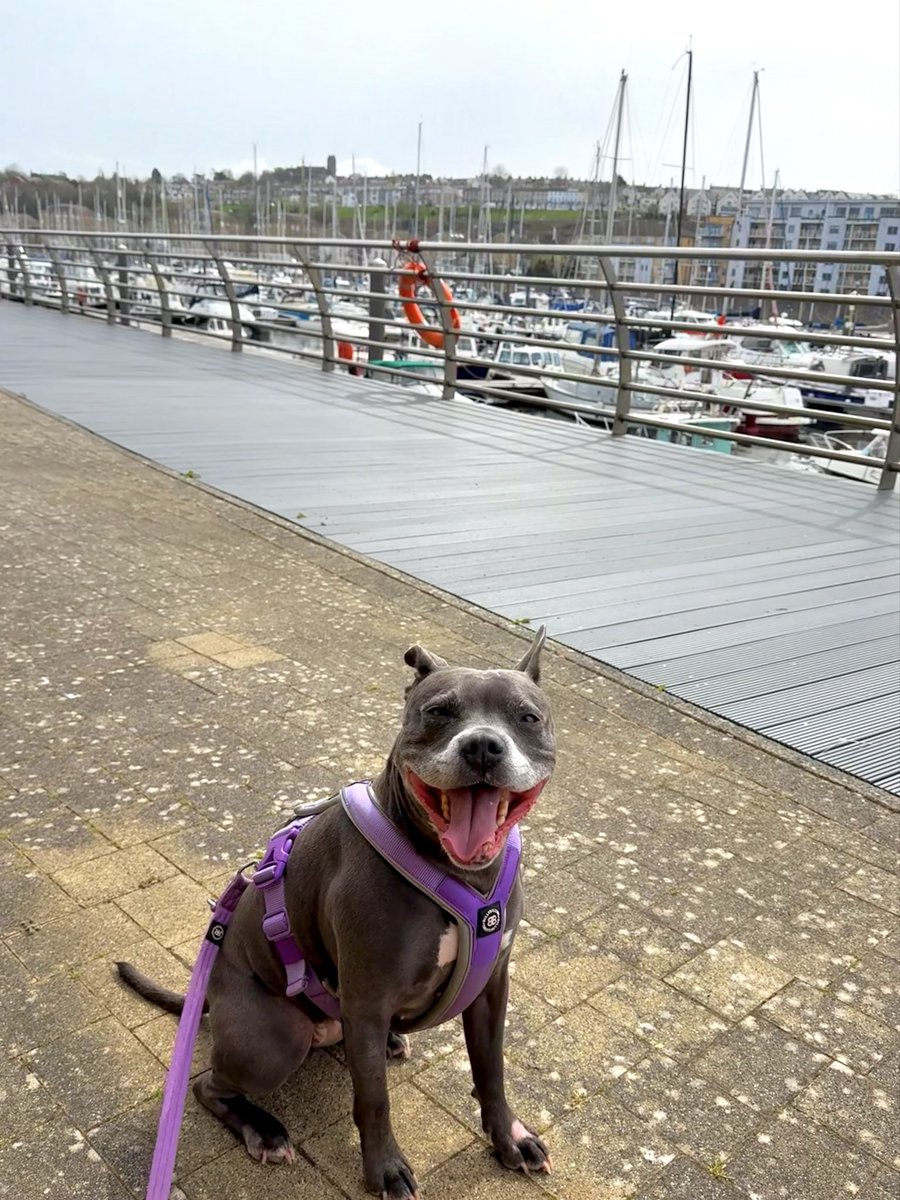 IsaMary2021's tweet image. We are at the marina.  Mum says if I pose nicely for a photo we can play ball in the park. 
Is this photo ok? 💜💜
#IsaMary #DogModel #CuteDogs