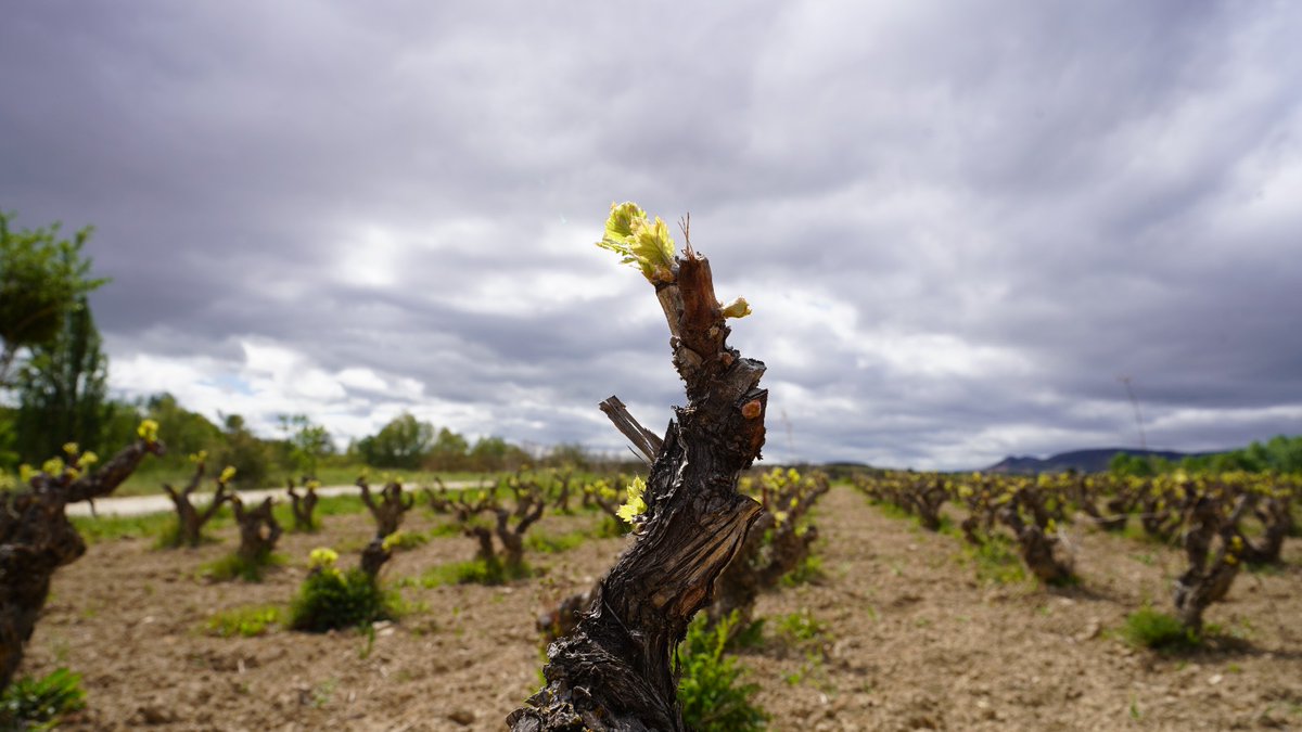BodegasTaron's tweet photo. Con este calor, ya están aquí los primeros brotes 💚 En Territorio Tarón la primavera ya se nota en cada cepa.
La viña despierta y el paisaje cambia de ritmo, despacio, sin prisa.
Territorio Tarón, en su mejor momento.
#Brotación #TerritorioTarón #BodegasTarón #Primaveraenlaviña https://t.co/jNmbhB0UkH