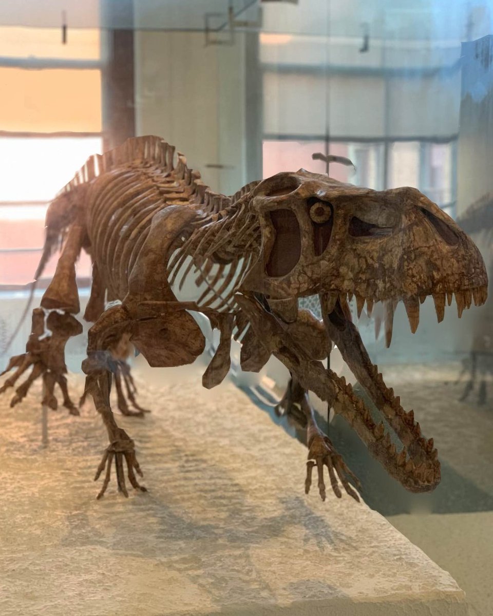 American Museum of Natural History tweet media