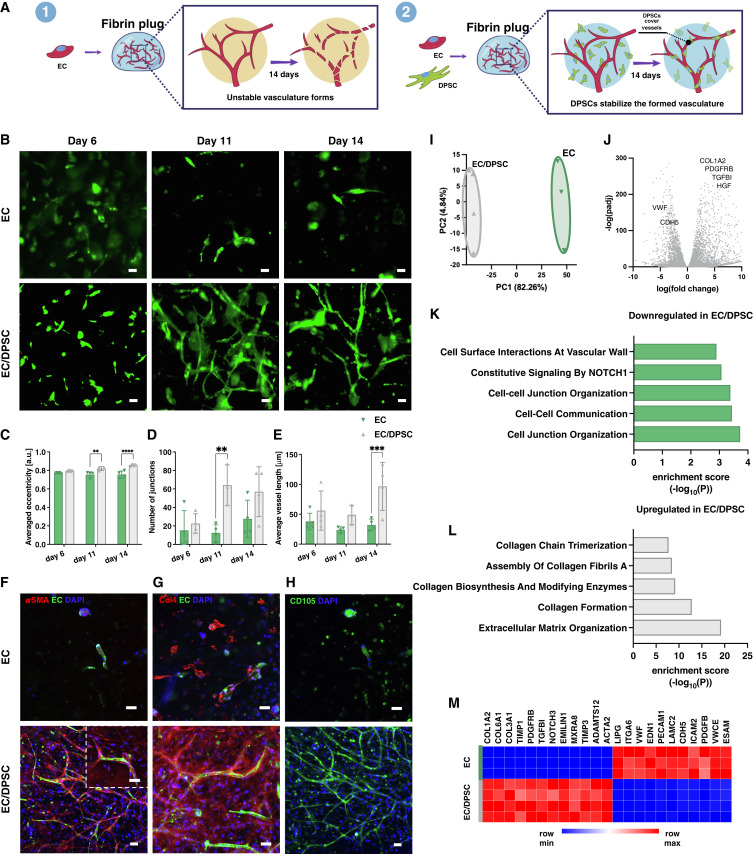 Cell Stem Cell tweet media
