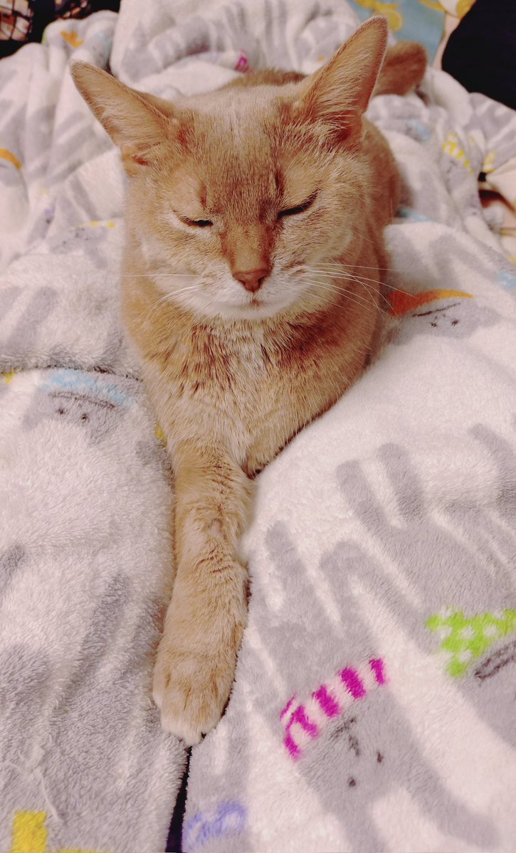 さ ななか★ tweet media