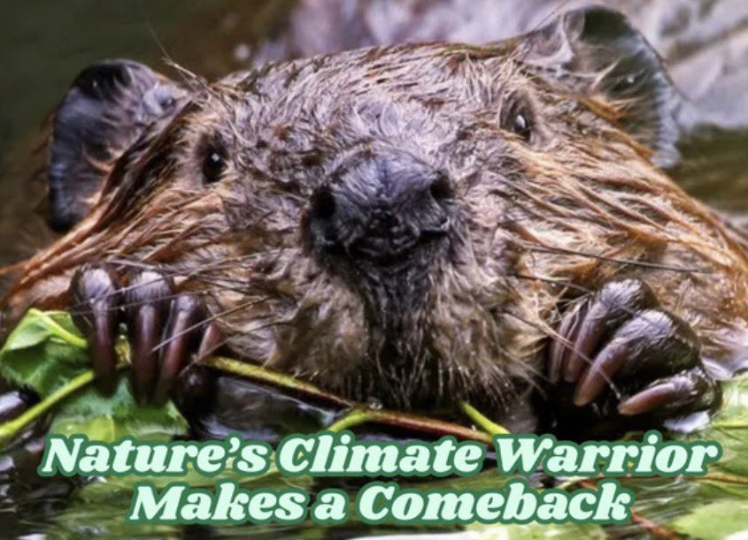 WadeCrowfoot's tweet photo. In other news… Beavers are coming back across California to improve our watersheds.  Helping nature help us👇🏼

https://t.co/MEbqQcj4ea https://t.co/Bvdug8eyYQ