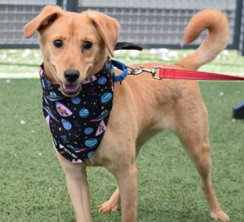 NMBewitched's tweet image. Blaze
New Dog on the Block
nycacc.app/#/browse/248796 
#AdoptMe 

Goodness, look at this #PuppyLove  
Scared &amp;amp; unsure of her current lifestyle 
This 10mos old wants to be safe &amp;amp; adored 

Imagine her with a 🥎
When she hears the music of a squeaky
Strutting after excelling at leash