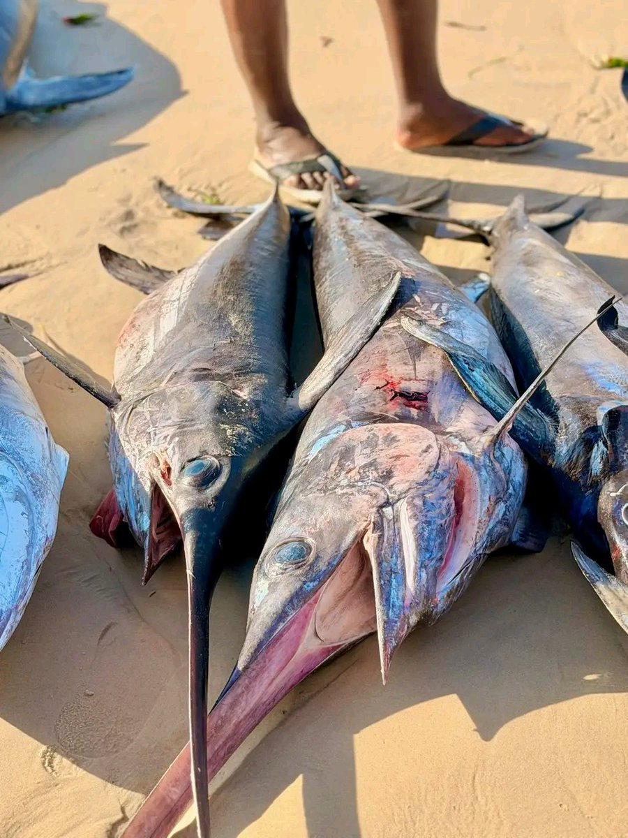 Azhar أزهر tweet media