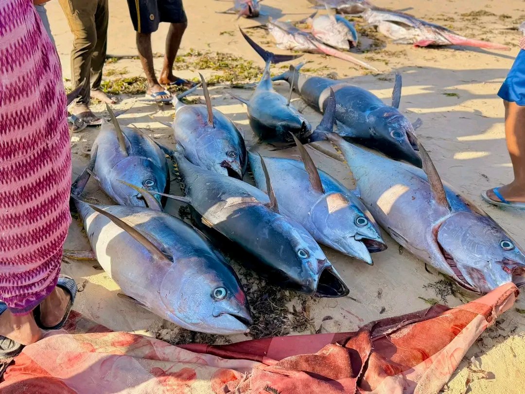 Azhar أزهر tweet media