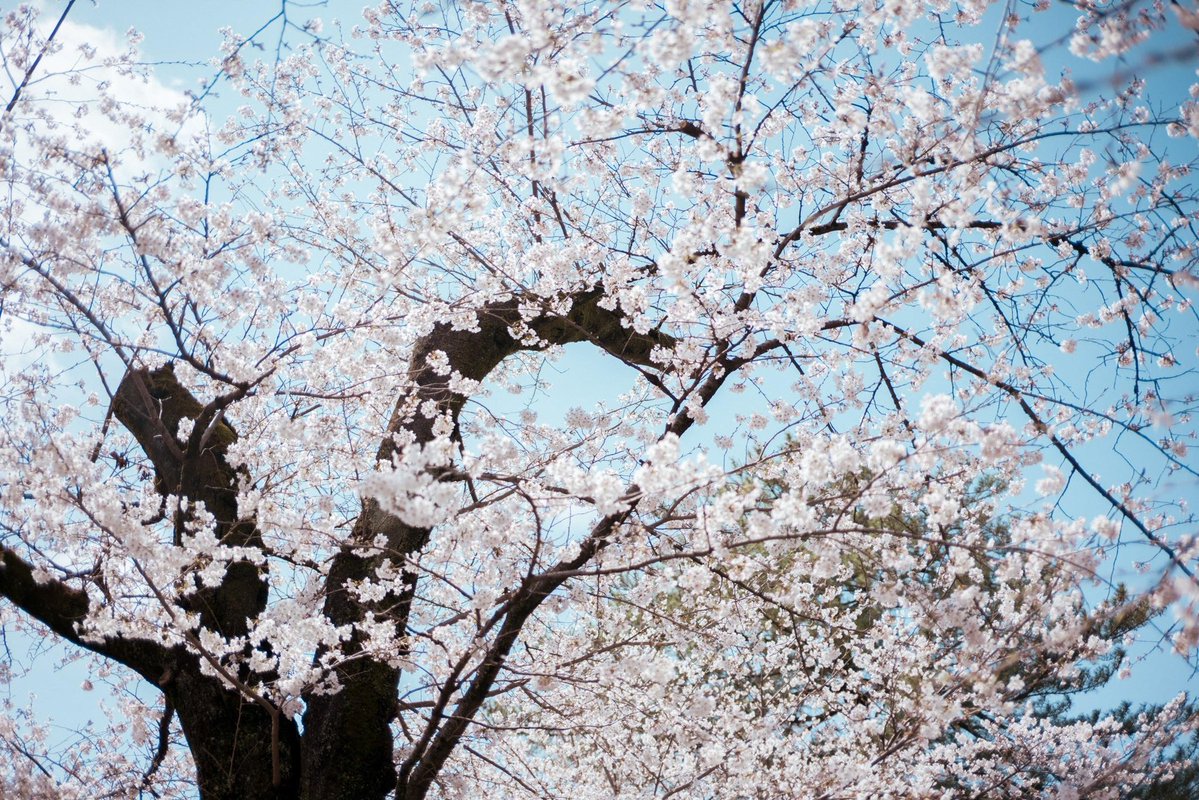 大野文彰 tweet media