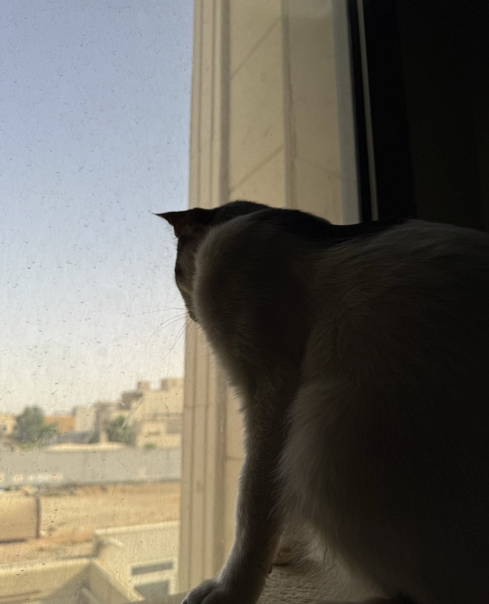 يارا الربيعة tweet media