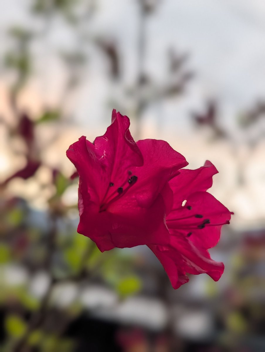 私より背の高いツツジの木、花が咲き始めていました✨
ﾎﾟﾂﾘﾎﾟﾂﾘ咲くﾂﾂｼﾞの花も好きだな😊
金曜日お疲れ様でした🍀