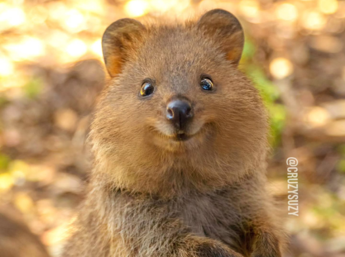 O-M-G! I needed some happy so I Googled "cutest animal". HOW have I never heard of the quokka??? 
OMFG I will hug him and pet him and squeeze him and call him George! 😱😍 <a href="/Australia/">Australia</a> why you keeping secrets??