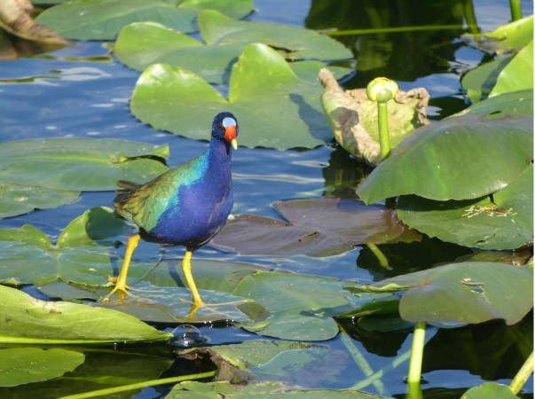 EvergladesNPS's tweet image. Calling all bird lovers! April is peak spring migration with exciting free birding programs across Everglades. Join us April 11-May 2 and April 22-25. No reservations needed. Details: nps.gov/ever/planyourv… Happy birding! 🐦 #birding #Everglades