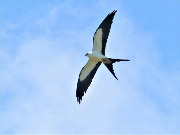 EvergladesNPS's tweet image. Calling all bird lovers! April is peak spring migration with exciting free birding programs across Everglades. Join us April 11-May 2 and April 22-25. No reservations needed. Details: nps.gov/ever/planyourv… Happy birding! 🐦 #birding #Everglades