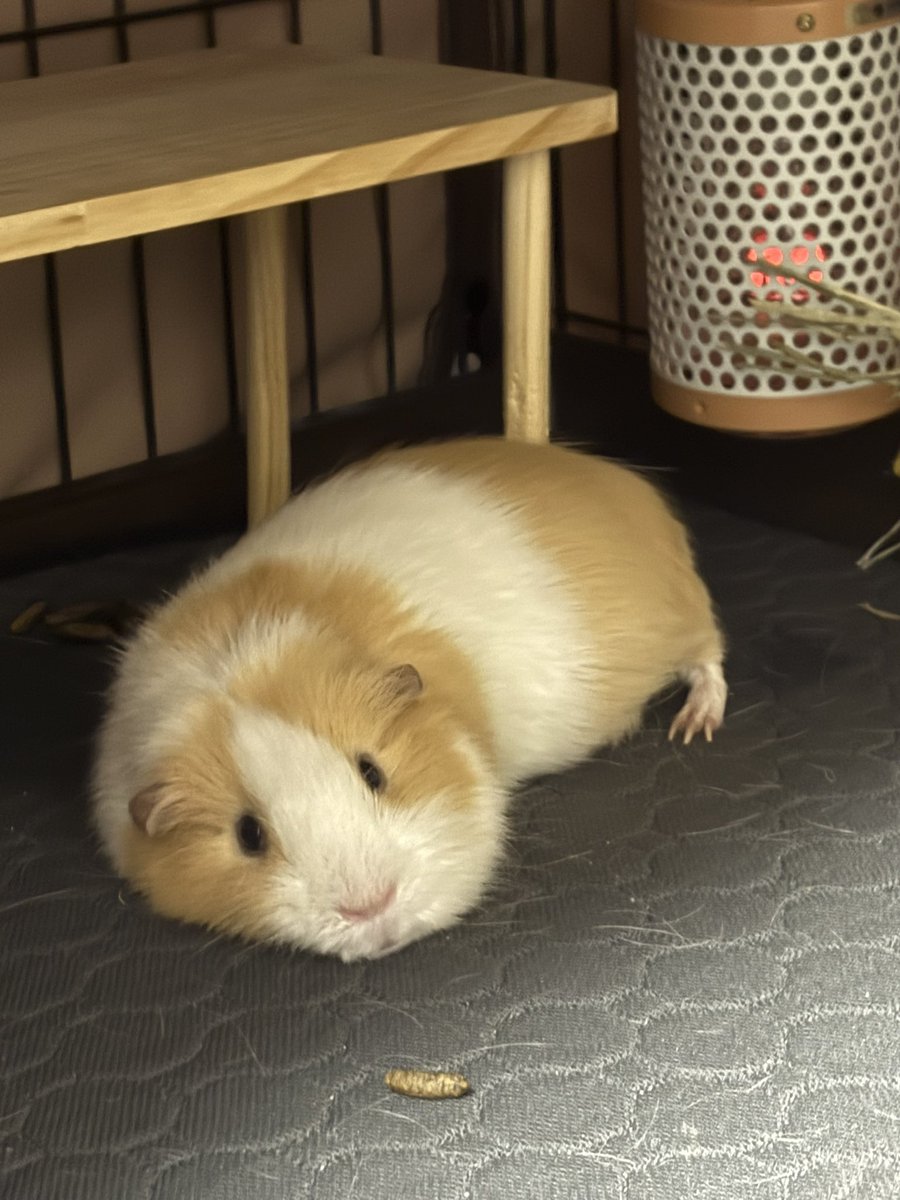 ころっけ丸 tweet media