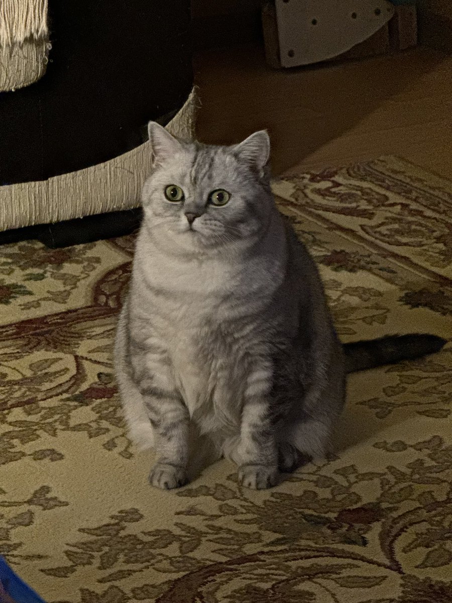 о дивный новый Ир tweet media