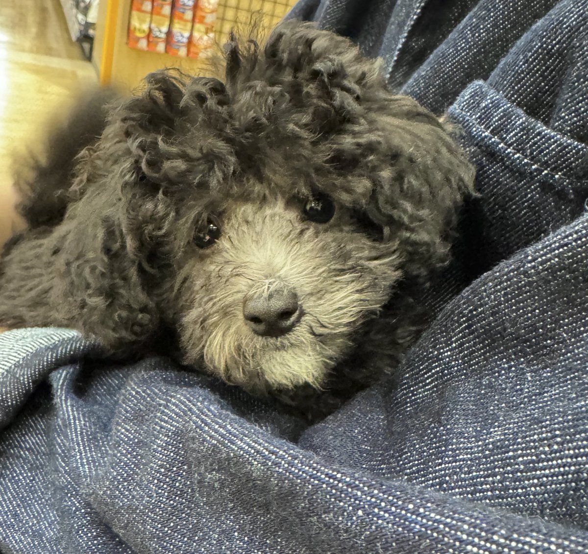 おかみ🍀 tweet media