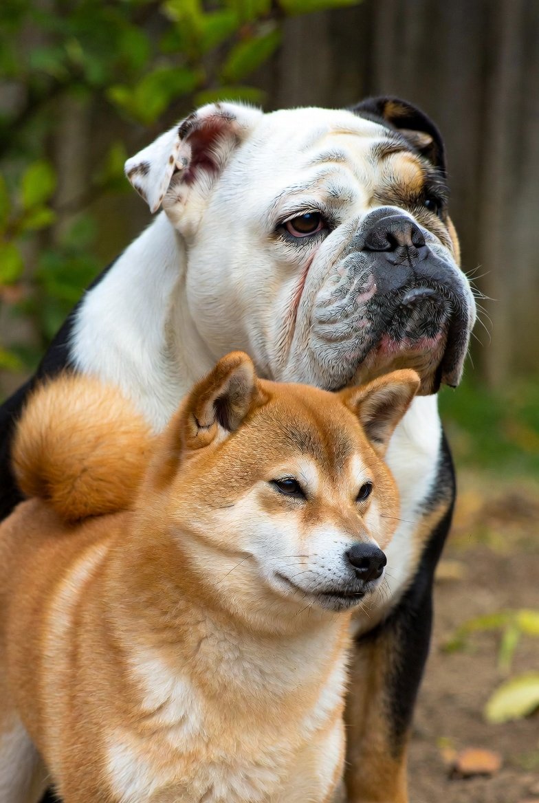 Chopperlogo's tweet photo. @dogeofficialceo Bull doge? 🤣 https://t.co/GY7W0bP4xX