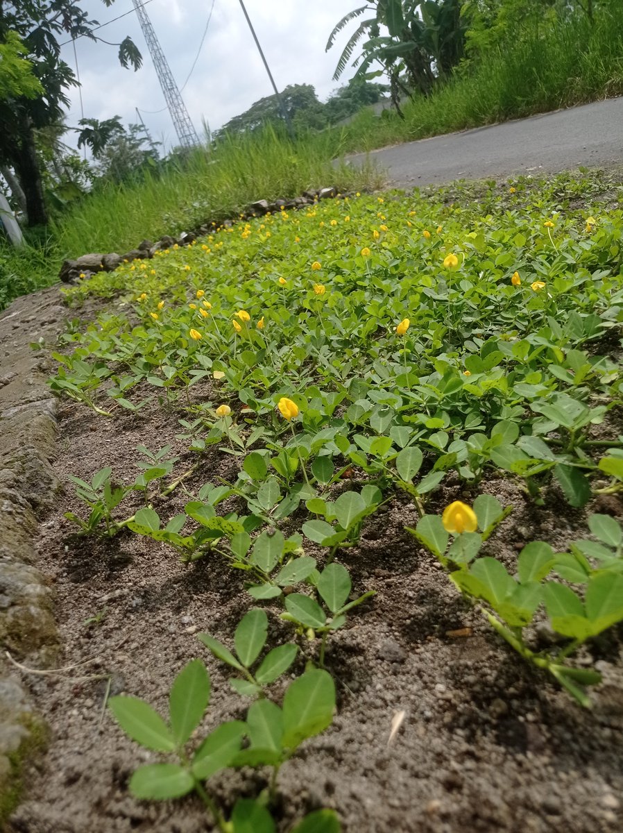 jackumbaren's tweet photo. bunga arachis pintoi... cantik... https://t.co/kXhiODfIiF