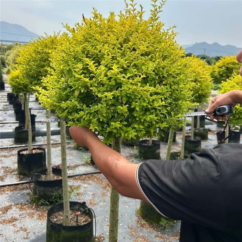 Chef Chulo 👨‍🍳 tweet media