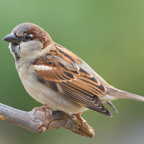 Al3xandre tweet media