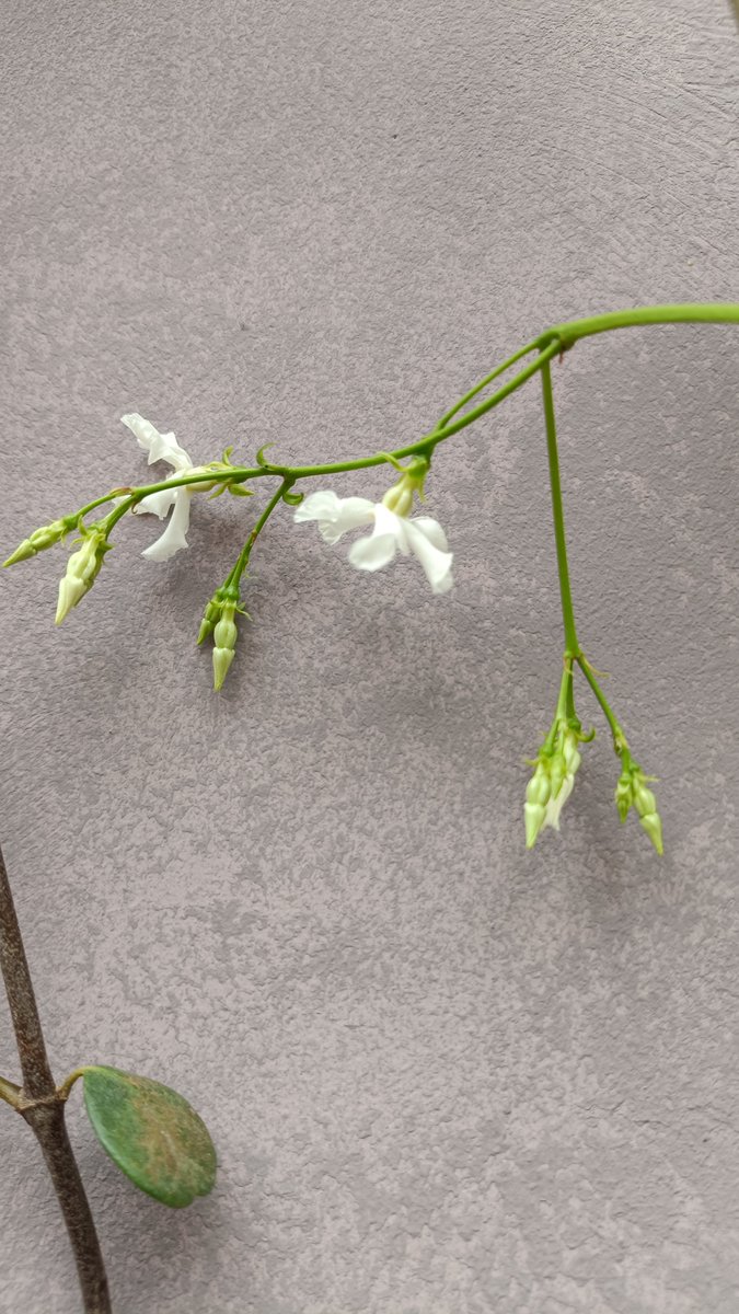 mouhcine'y tweet media