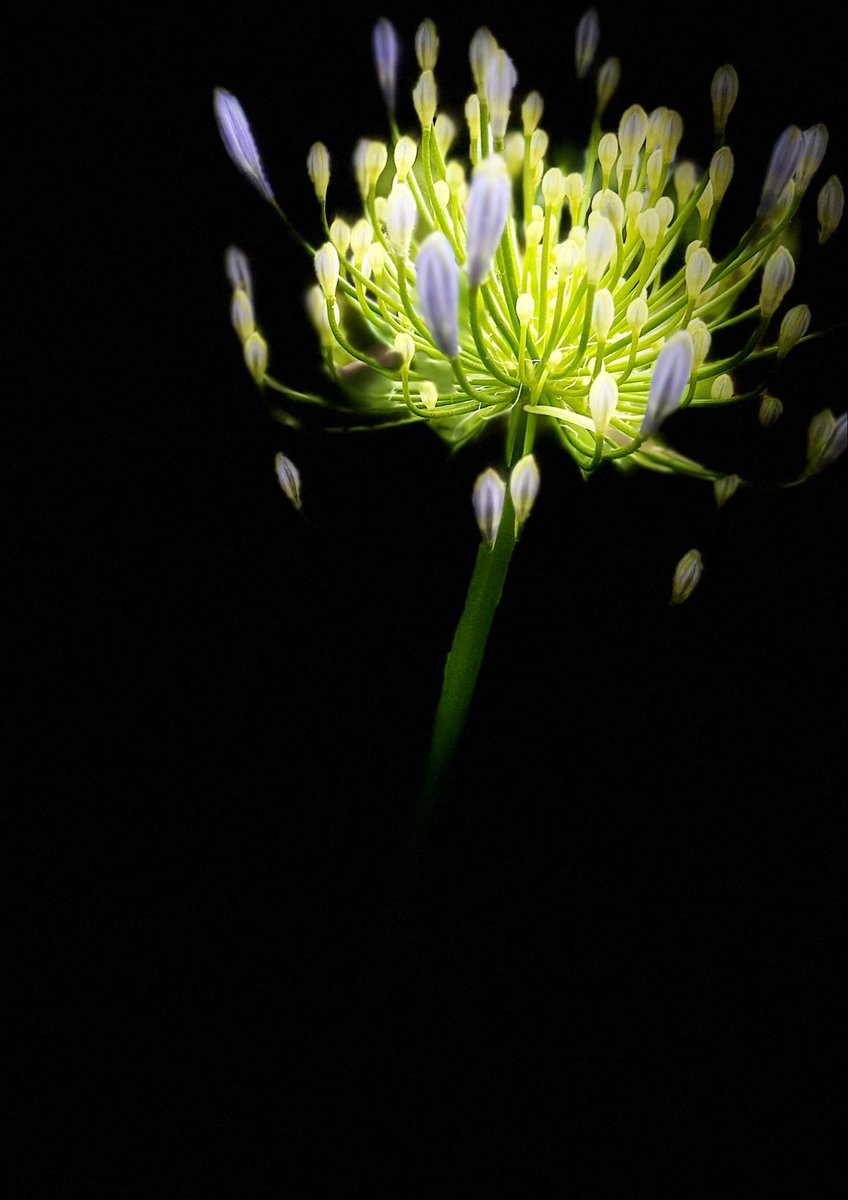 AttersonBarbara's tweet image. A very happy #FlowersOnFriday to everyone.

Oh, and a passing nod to all the beautiful #Minimalism photos being posted today!