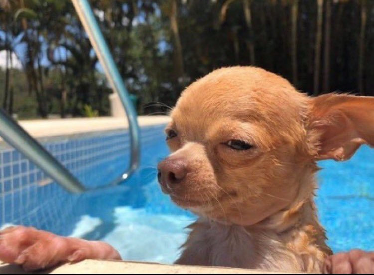 DanQuaye tweet media