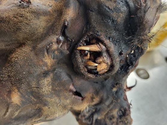 @XTexasGirlX tweet media