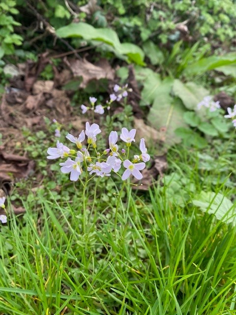 Torfaen Council 🏴󠁧󠁢󠁷󠁬󠁳󠁿🇺🇦 tweet media