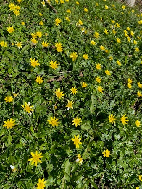 Torfaen Council 🏴󠁧󠁢󠁷󠁬󠁳󠁿🇺🇦 tweet media