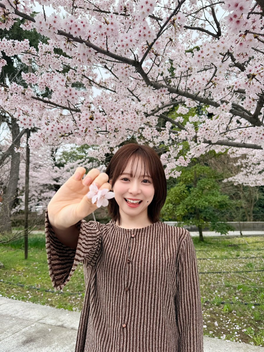 Kuranoo_Narumi_'s tweet photo. 満開の桜🥹🌸 https://t.co/fwbt36B0VC