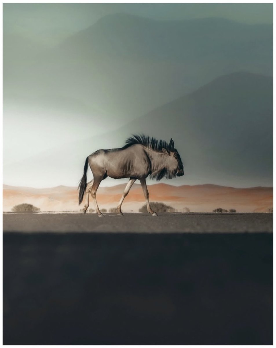 earthcurated's tweet photo. Postcards from Namibia 🇳🇦 https://t.co/uEDDnNF6Mv