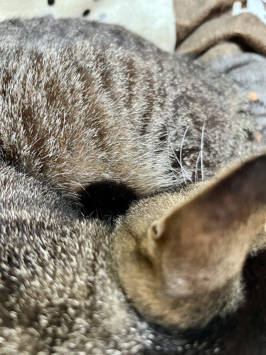 きれいなアンモニャイトだけど中心に黒丸ある？？
ブラックホール？？🕳️
#ねこかわいいね
#アンモニャイト