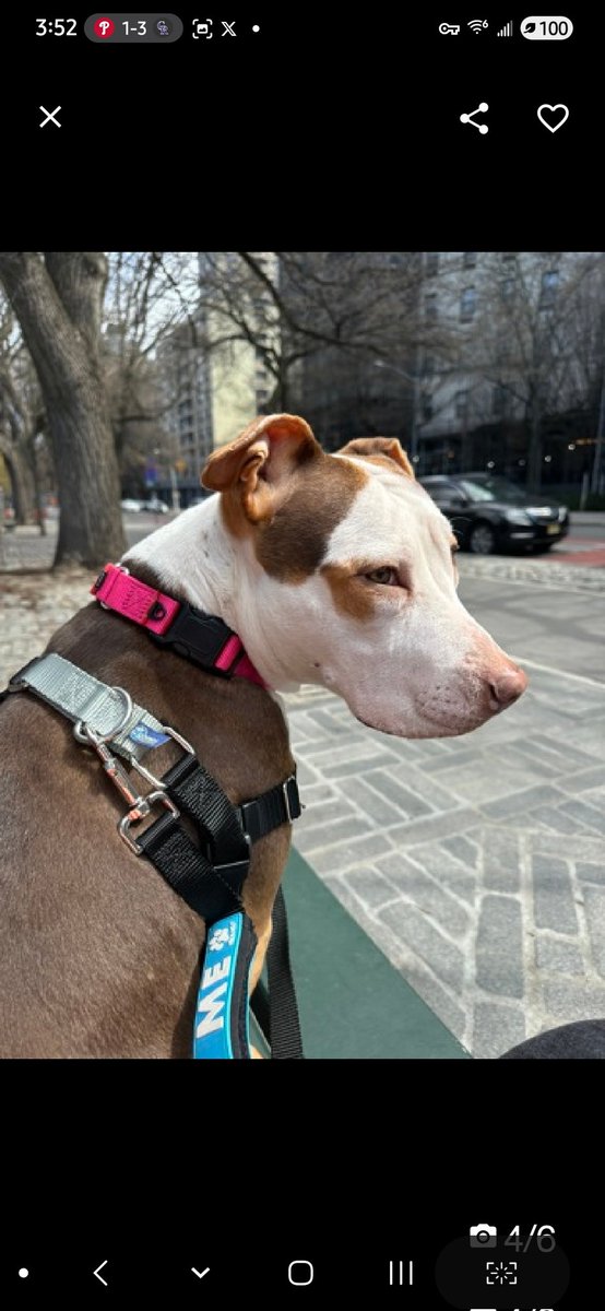 Julie🌻🐾 tweet media