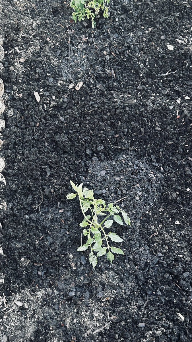 Robear7777's tweet photo. Planting the spring garden: added oregano, basil, and heirloom tomatoes! https://t.co/vhtaaCawBi