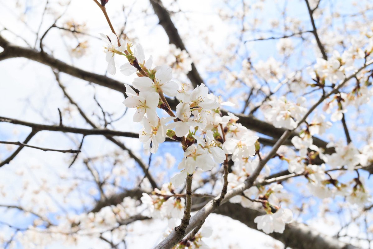 MK-Altered tweet media