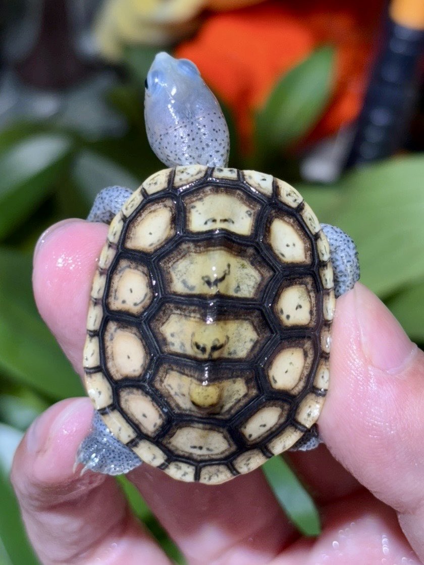 タガネ tweet media