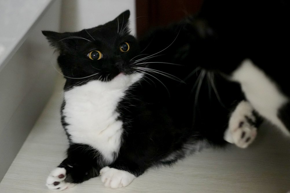 I'm Uni :3 tweet media