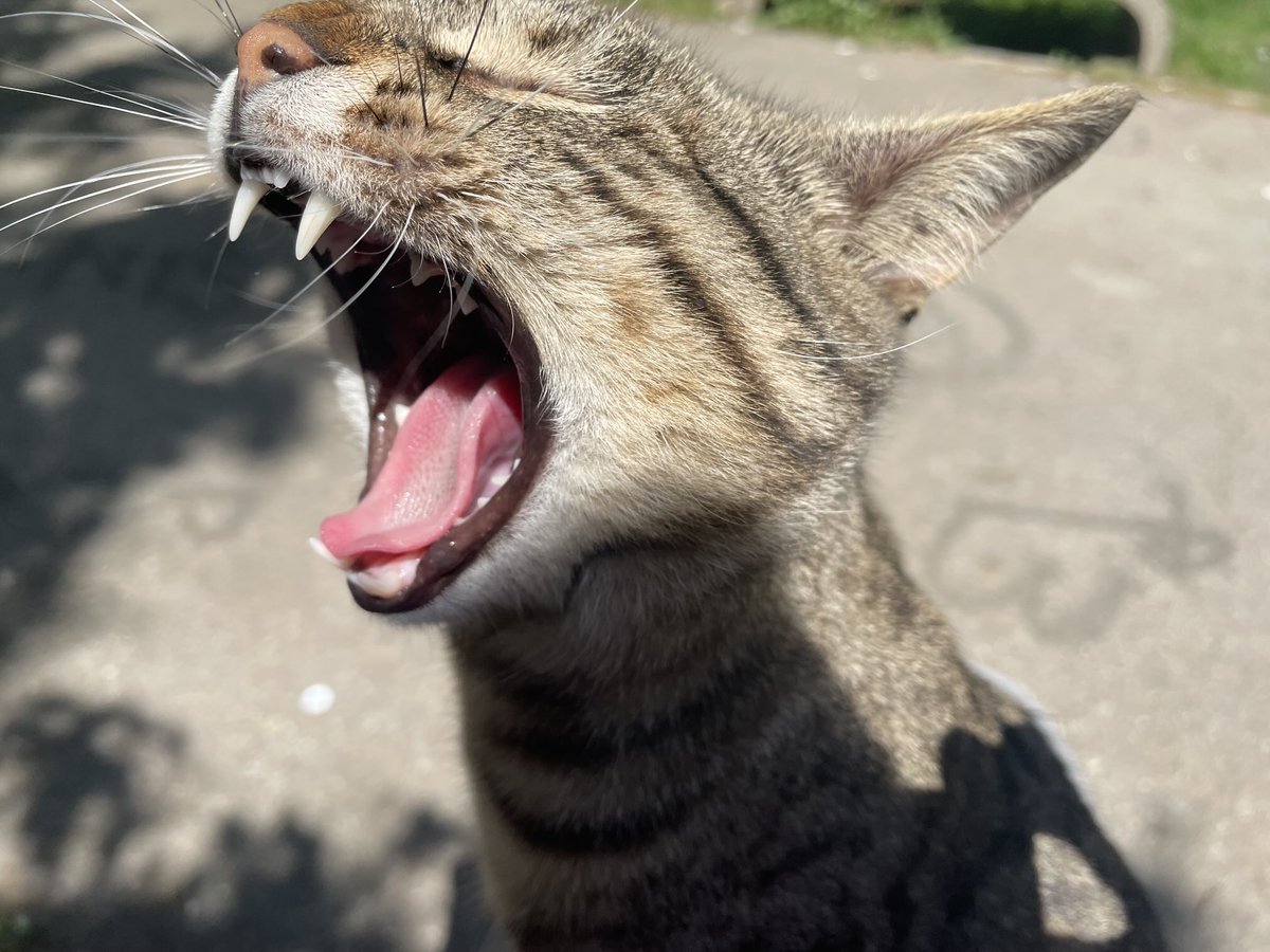 Vesna Torović tweet media