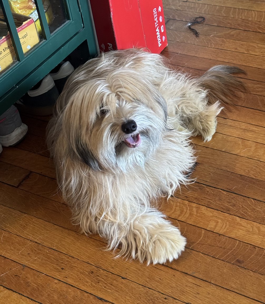 Sophie Vershbow tweet media