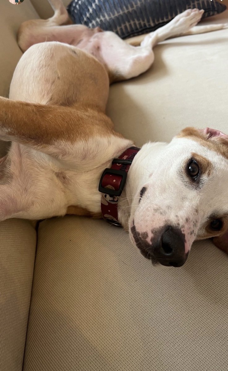 animallover tweet media